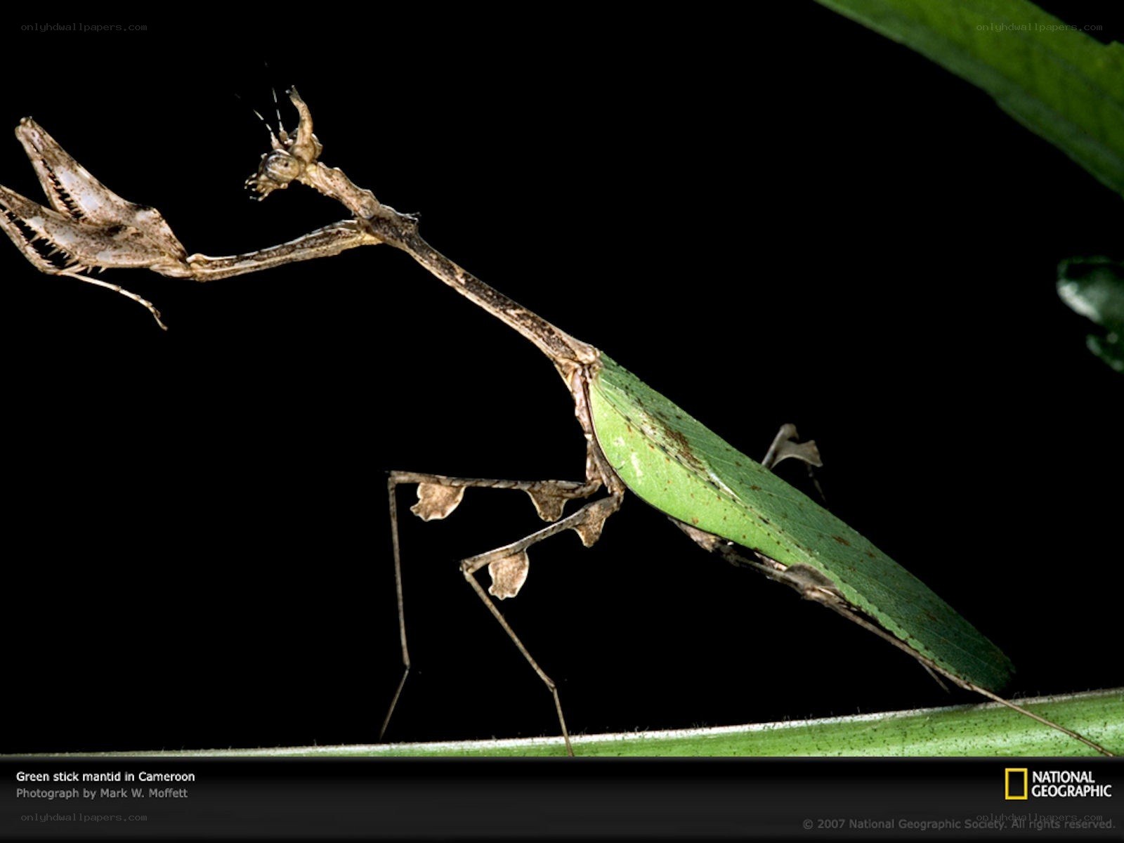 Green stick mantid in Cameroon