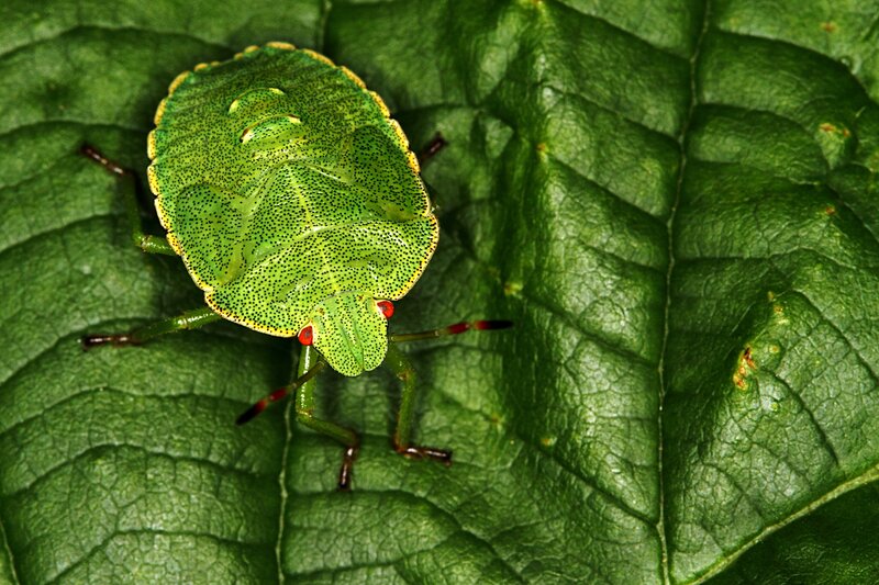 Green Stink Bug — Natural