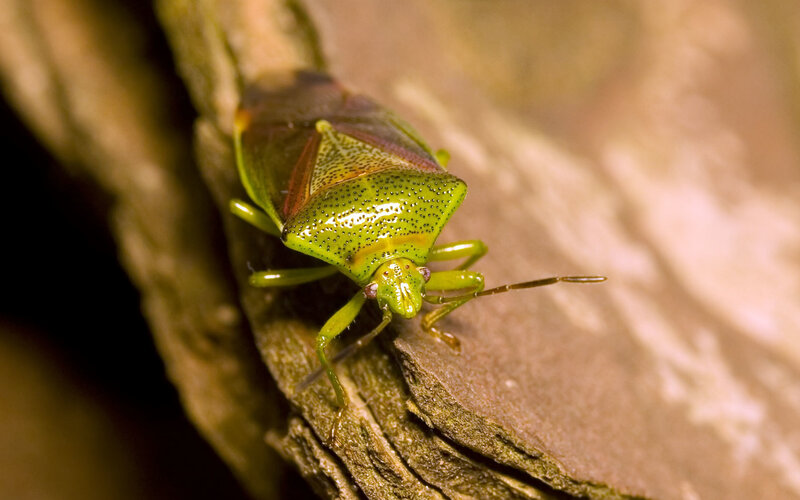 Green Stink Bug