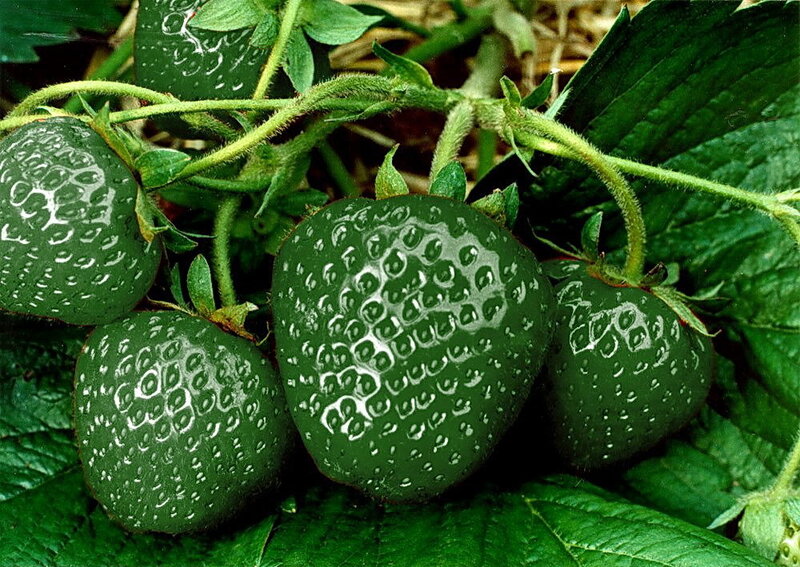 green strawberries on a plant