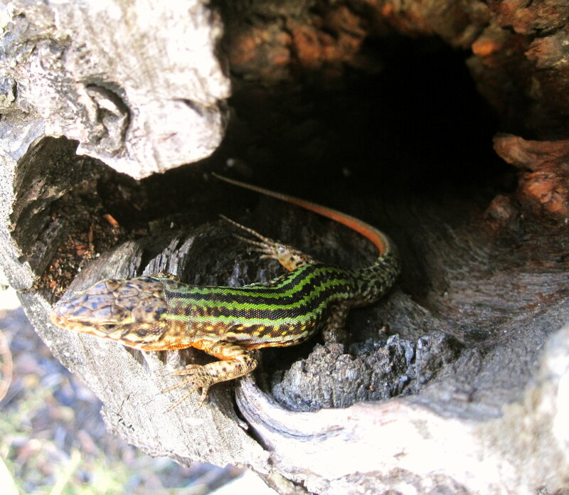 Green-striped Lizard