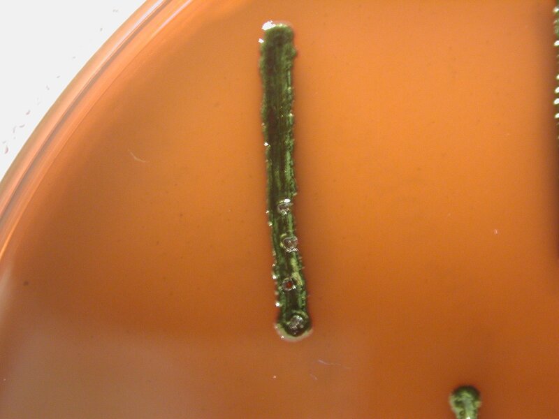 green substance on orange surface