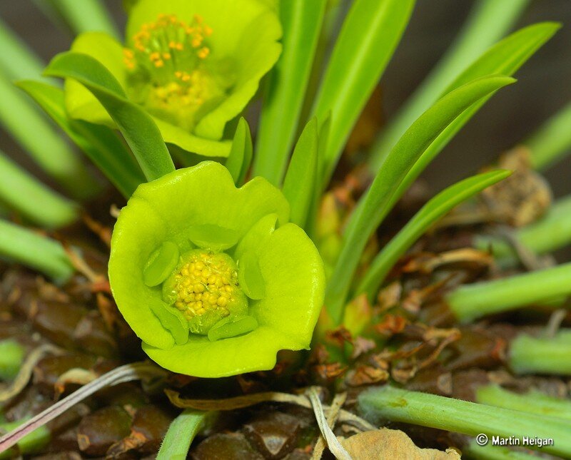 green succulent flowers