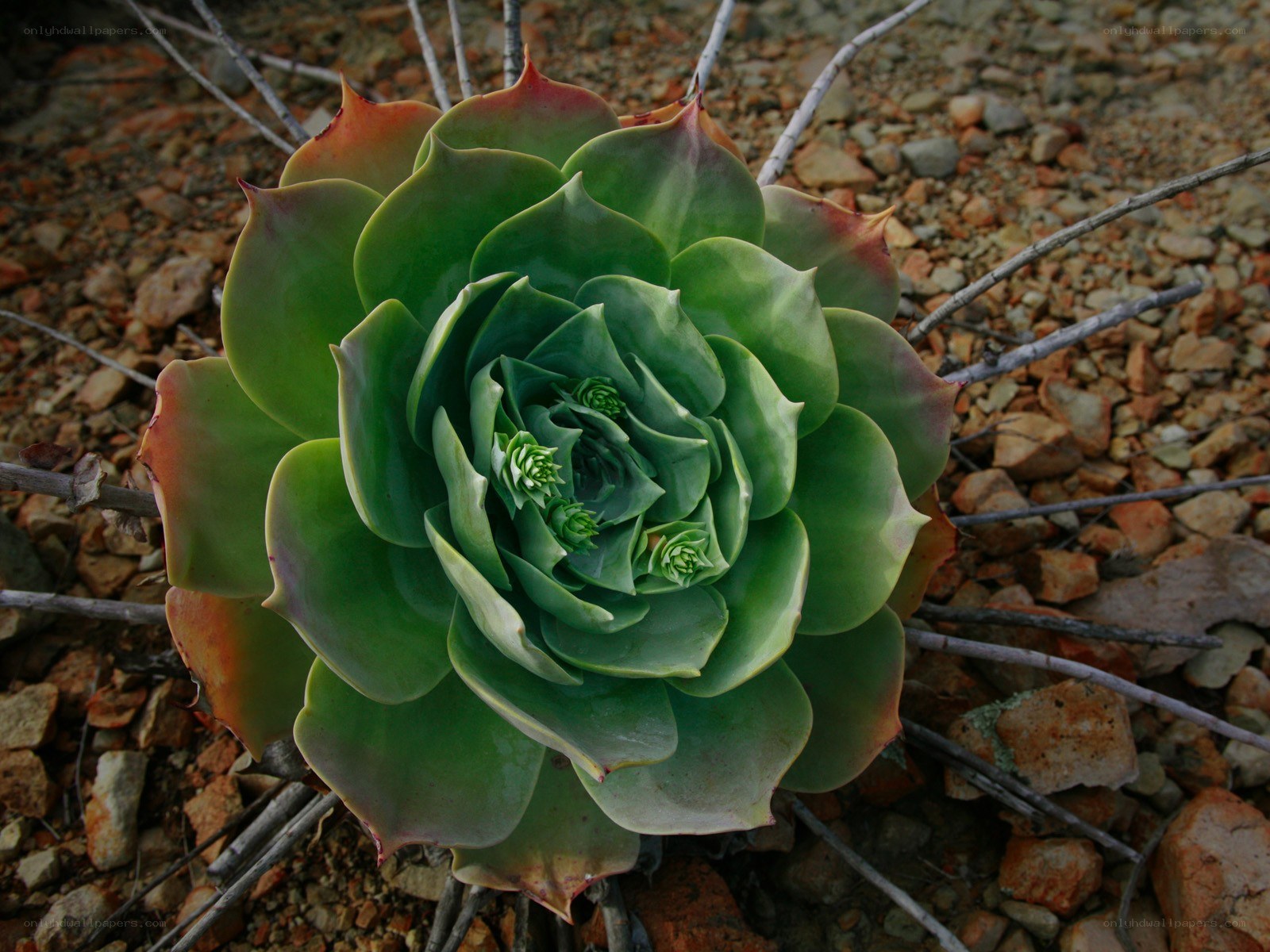green succulent in rocky soil