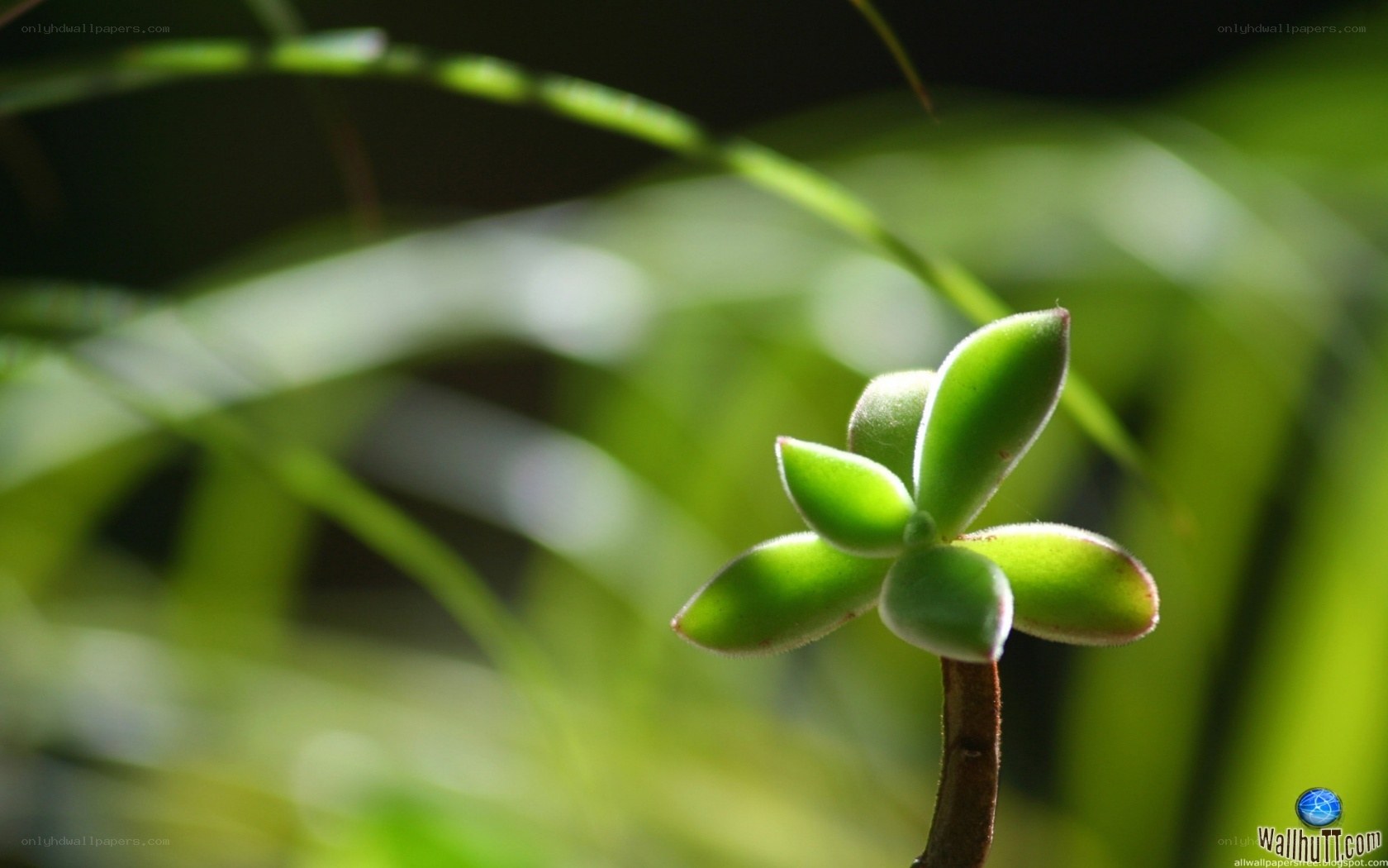 Green succulent in sunlight
