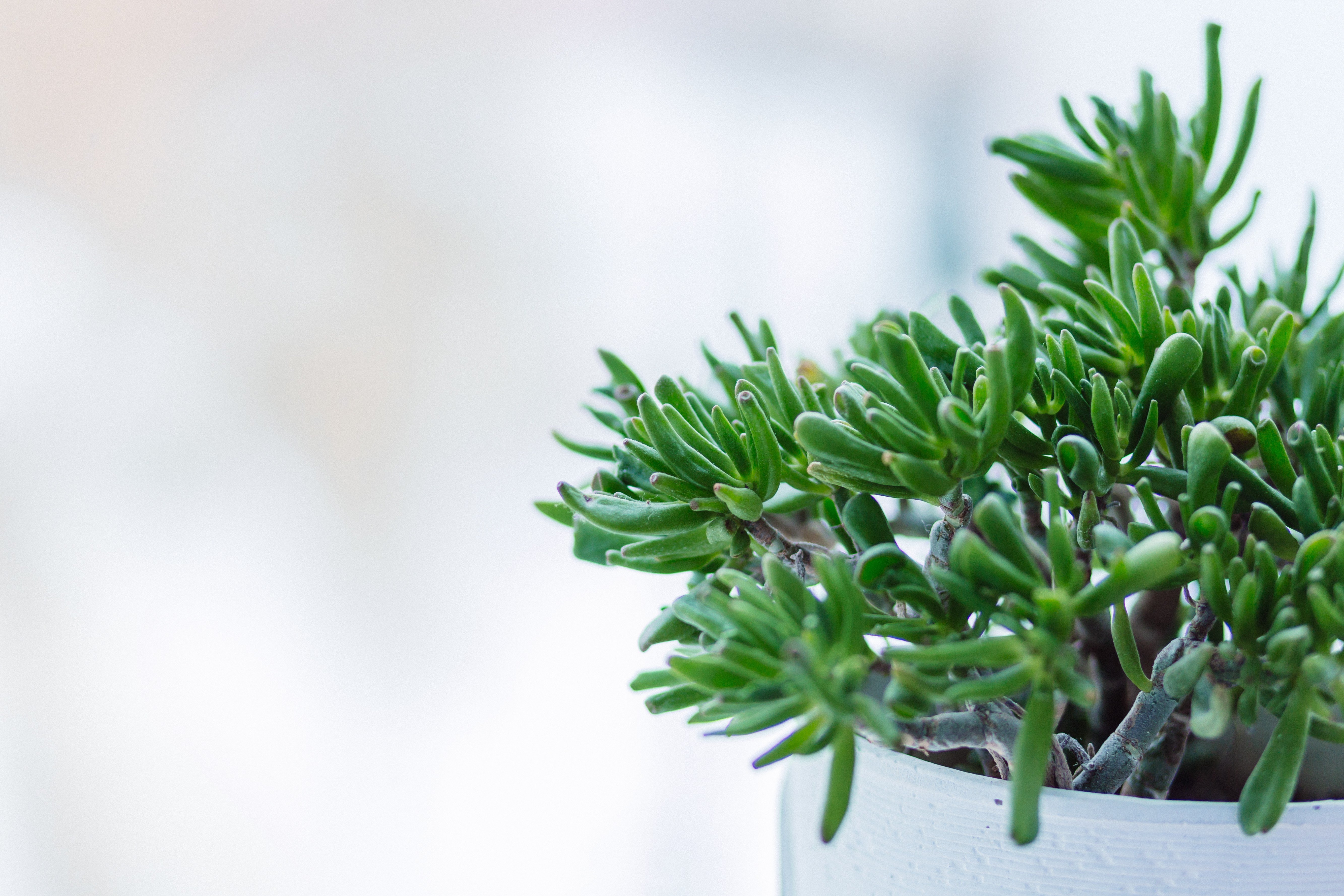 green succulent in white pot