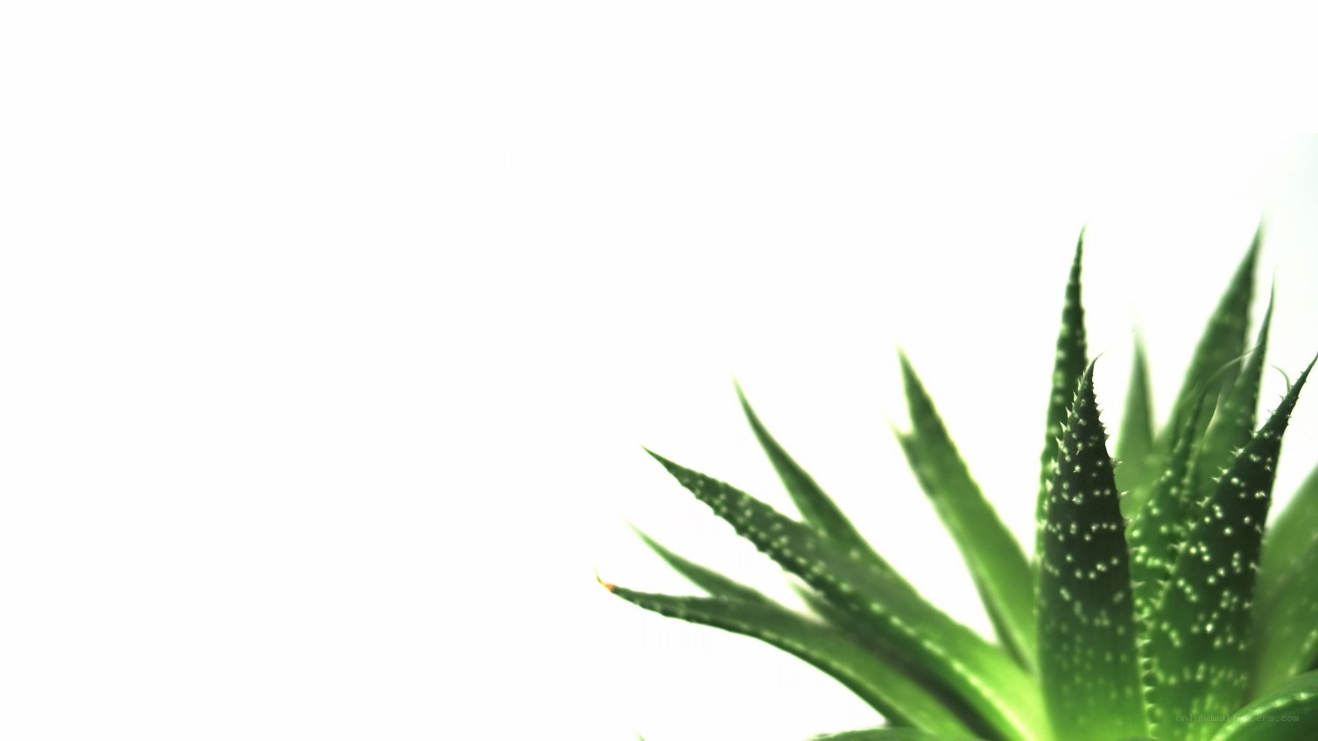 green succulent plant