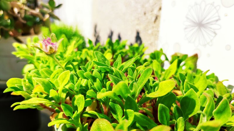 Green Succulent Plant — Calm, Afternoon, Photograph, Flower Bud