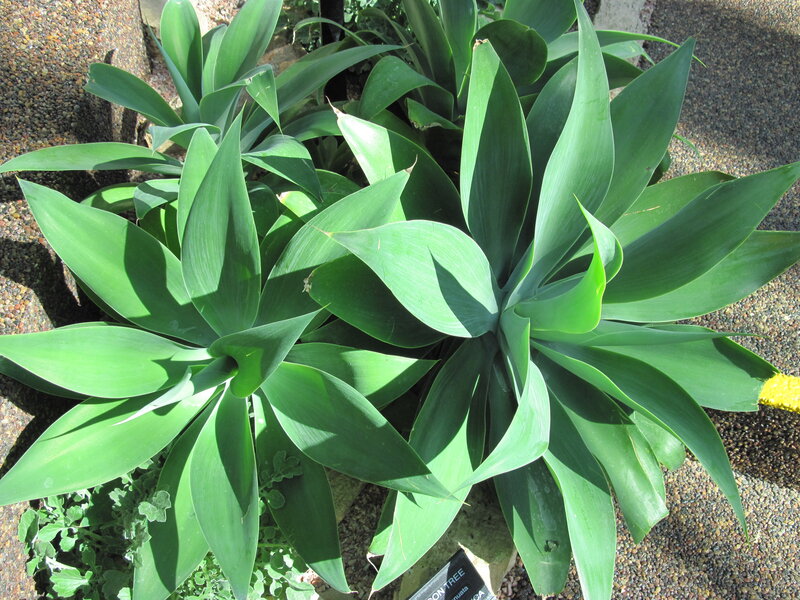 Green Succulent Plant — Calm, Afternoon, Photograph, Leaves