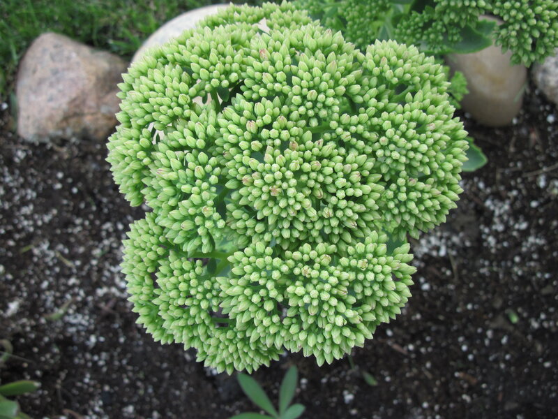 Green Succulent Plant — Calm, Afternoon