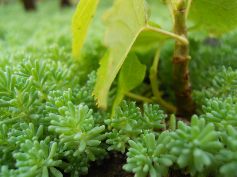 Green Succulent Plant — Calm, Photograph, Leaf