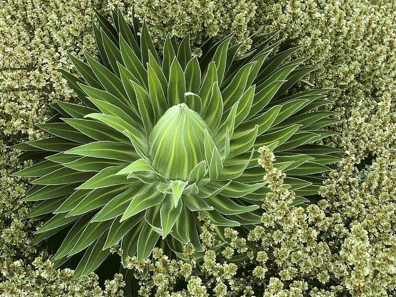 Green Succulent Plant — Calm, Photograph