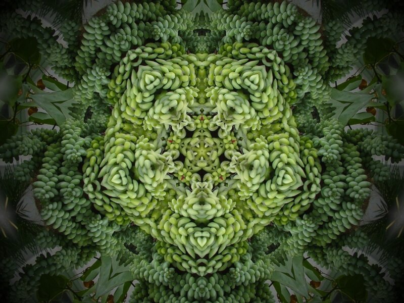 Green Succulent Plant — Calm