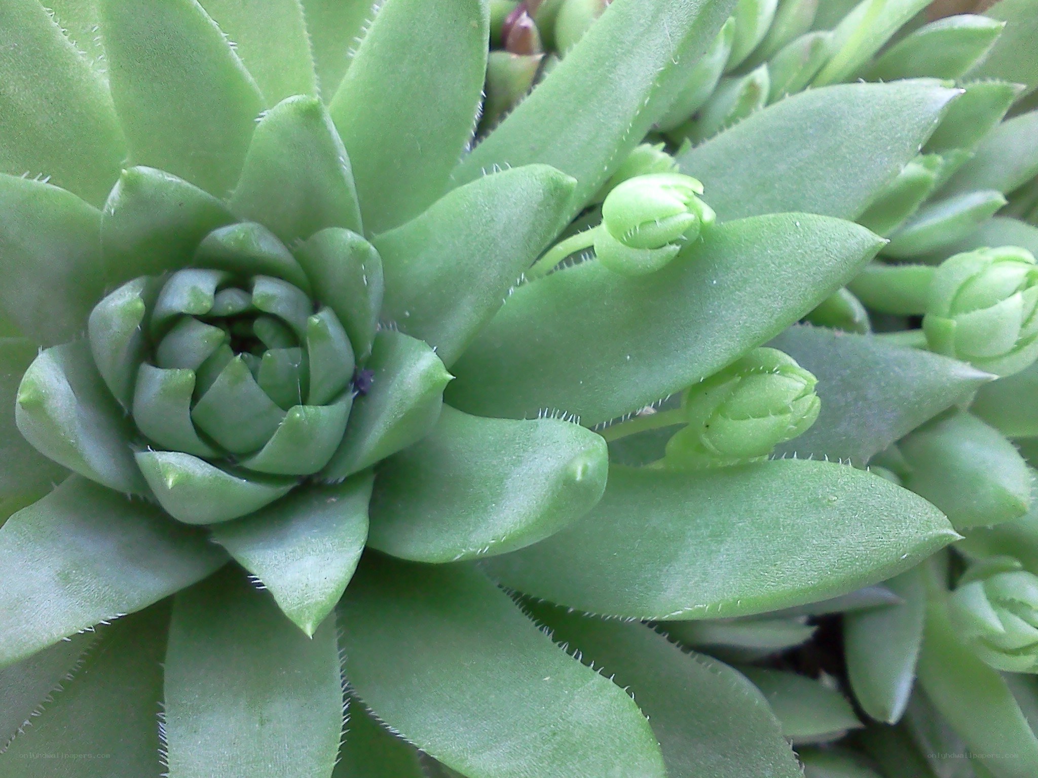 green succulent plant close-up