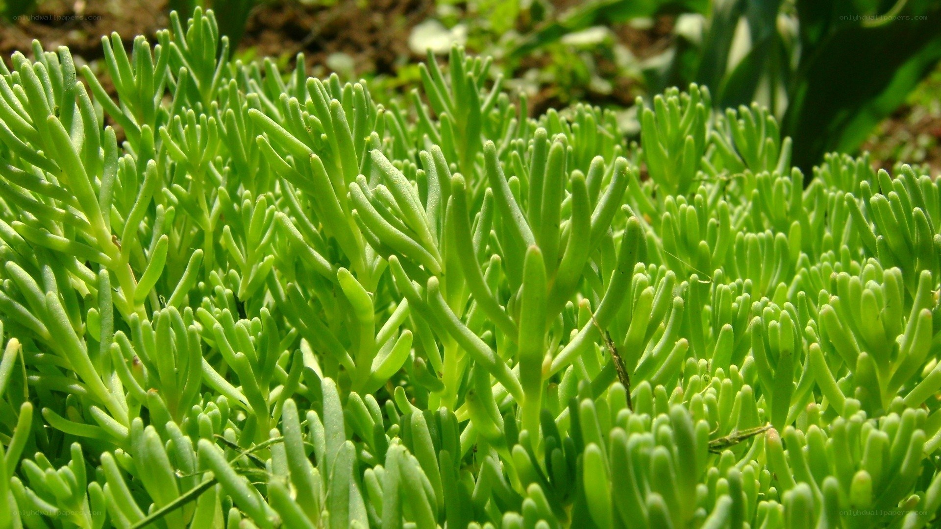 green succulent plant close-up