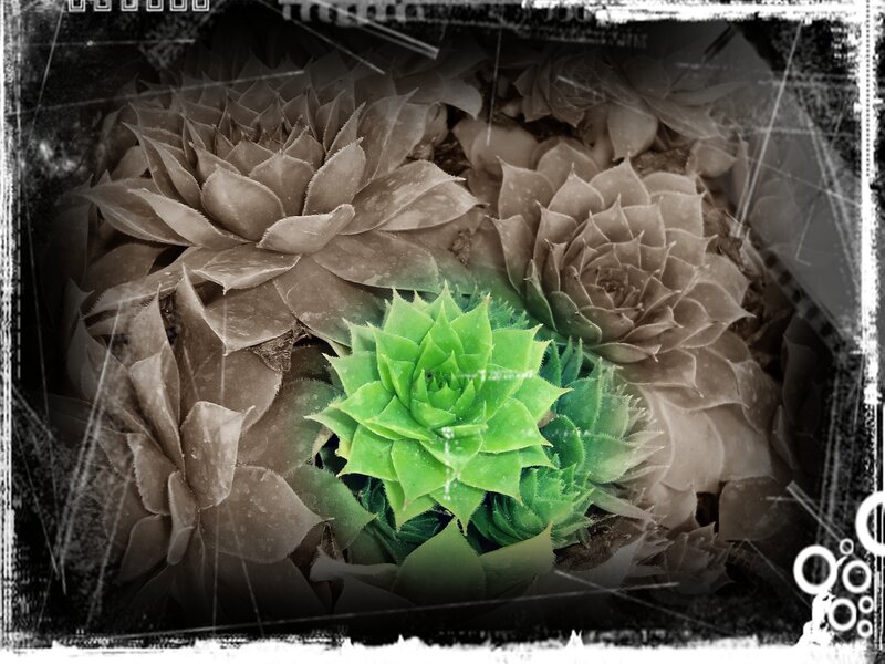 Green Succulent Plant — Dramatic
