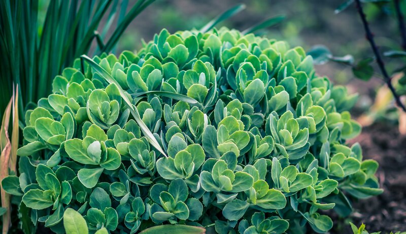 green succulent plant in garden