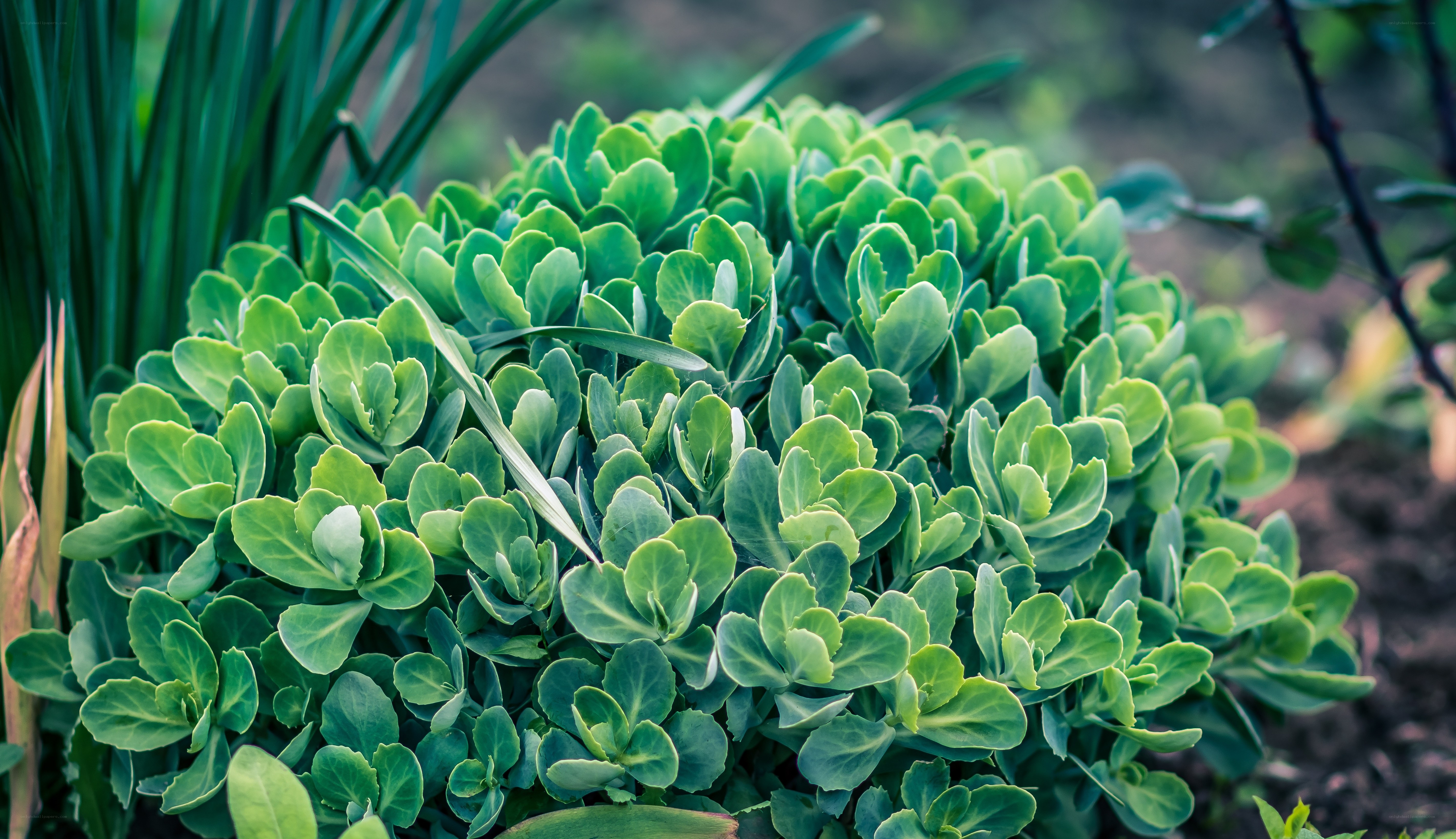 green succulent plant in garden