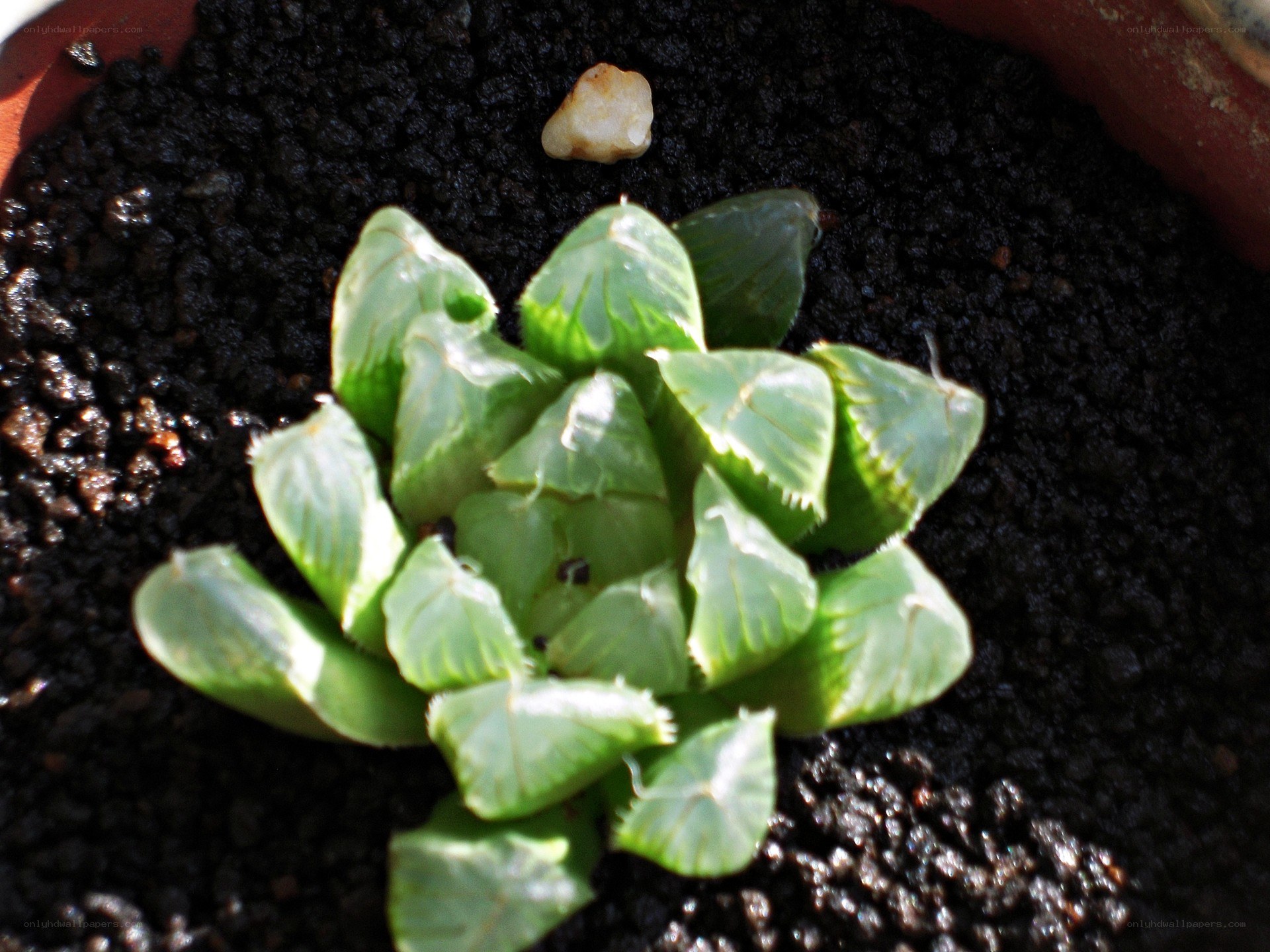 green succulent plant in soil