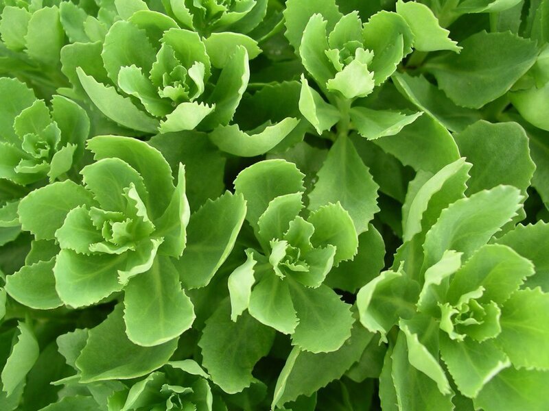 green succulent plant leaves