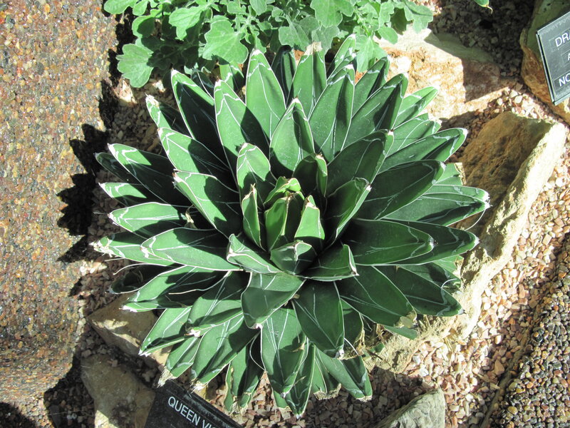Green Succulent Plant — Natural, Afternoon