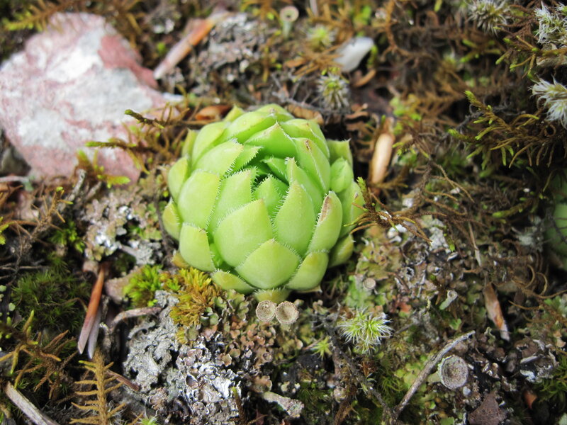 Green Succulent Plant — Natural