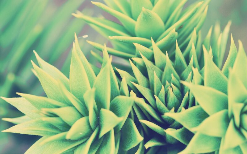 Green Succulent Plant — Photograph