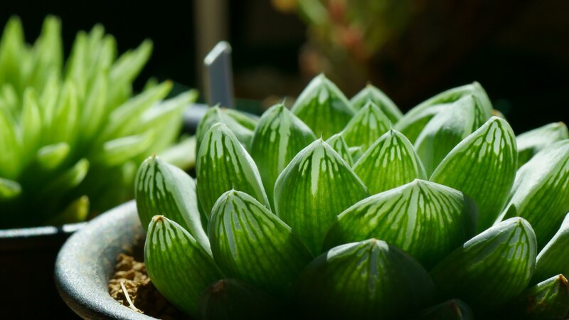 Green Succulent Plant — Serene, Afternoon