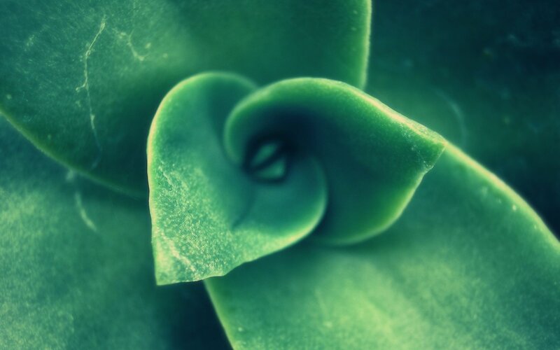 Green Succulent Plant — Serene