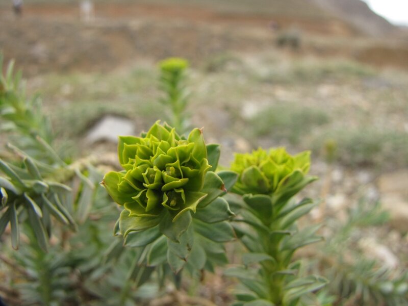 green succulent plant