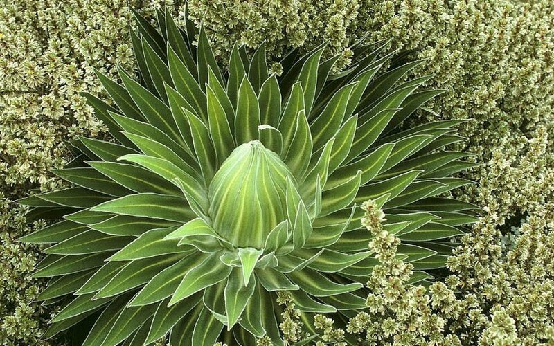 Green succulent plant with striped leaves