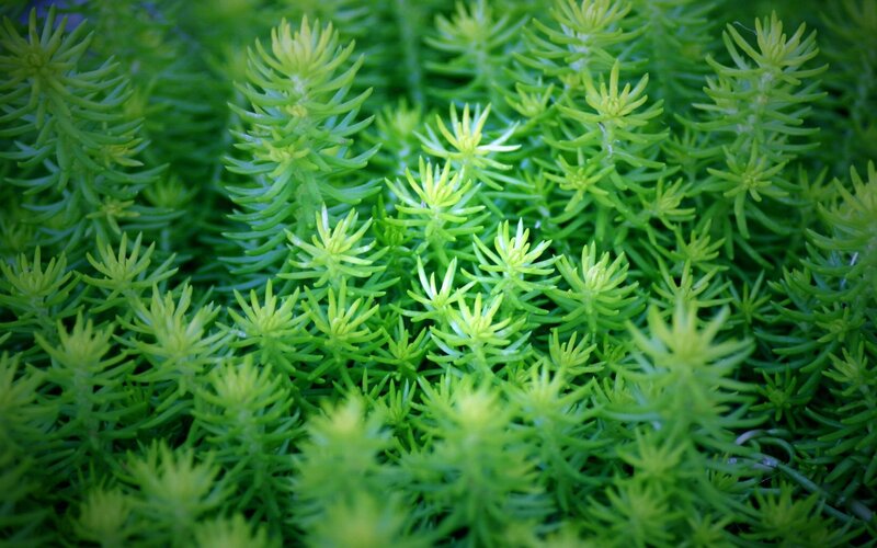Green Succulent Plants — Calm, Photograph