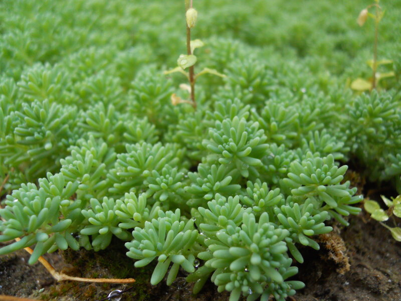 Green Succulent Plants — Calm