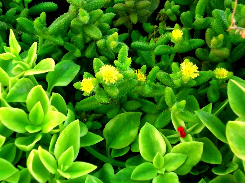 Green Succulent Plants — Natural