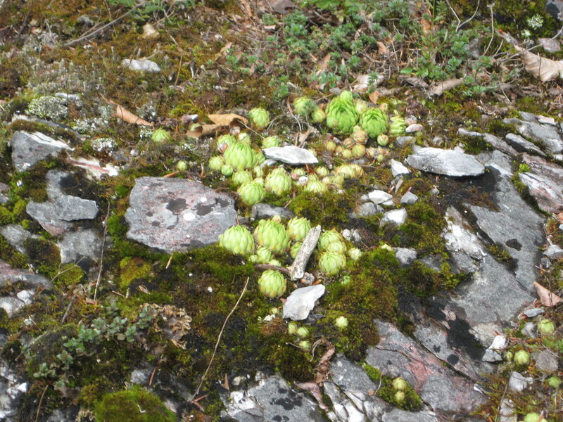 Green Succulent Plants