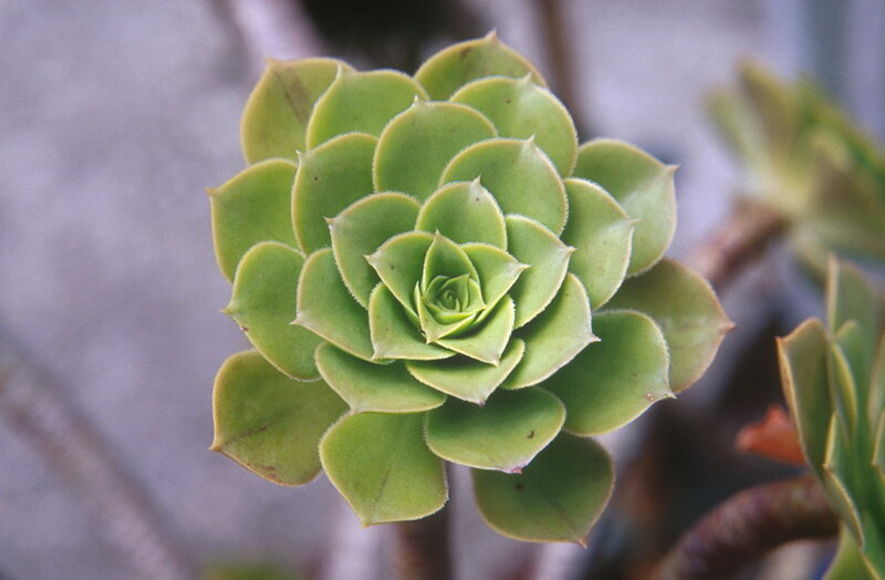 Green Succulent Rosette — Calm