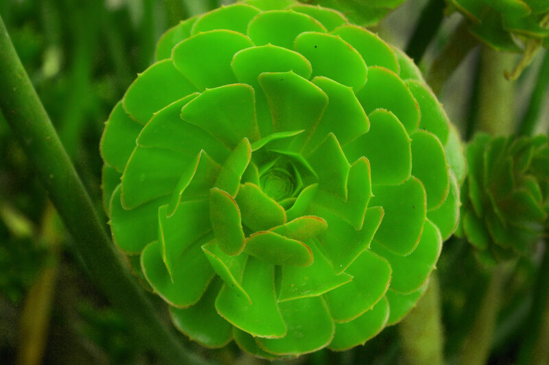 green succulent rosette