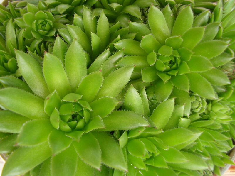 Green Succulent Rosettes — Calm