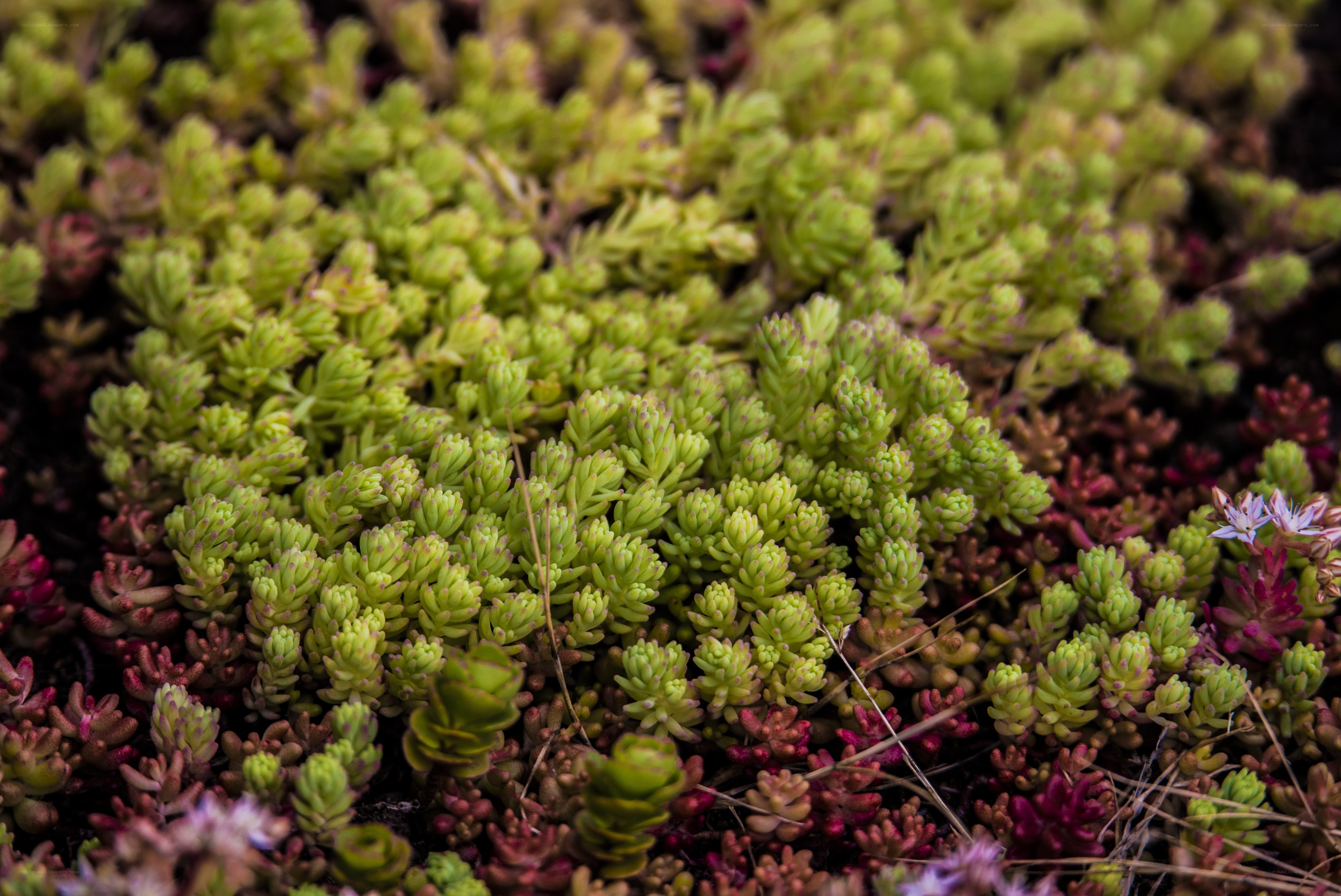 green succulents in a garden
