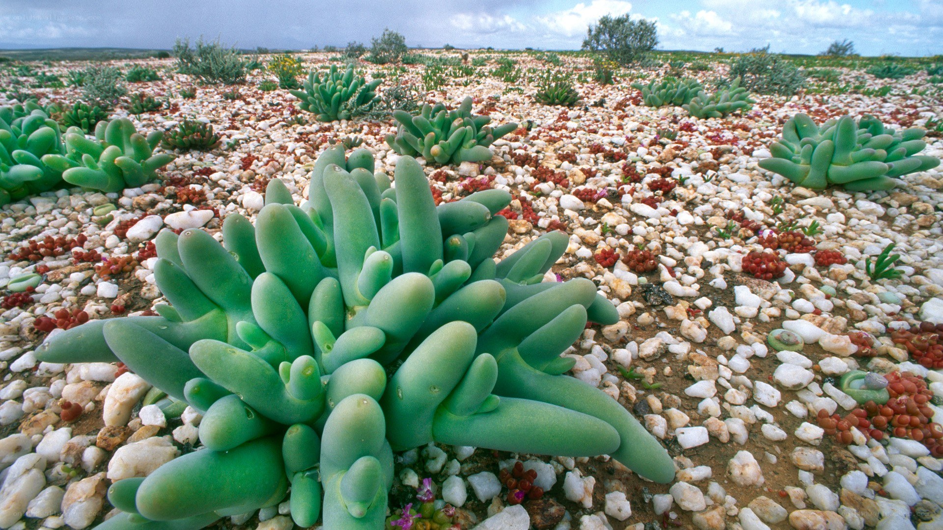 Green succulents in rocky desert