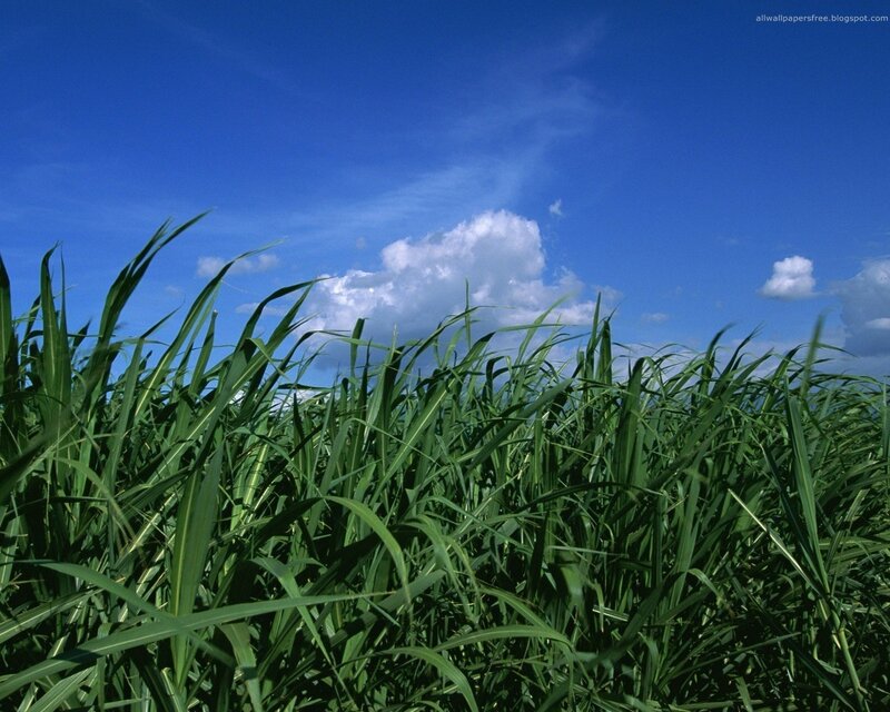 Green Sugarcane Field