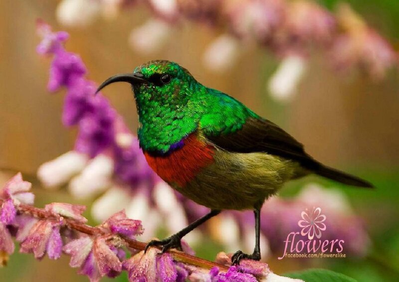Green Sunbird on Flower