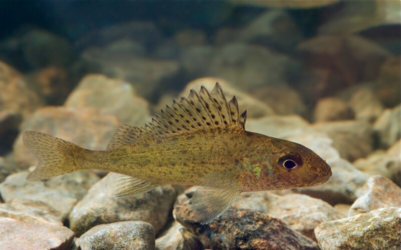 Green Sunfish Fish