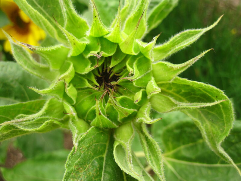 Green Sunflower Bud — Natural, Summer