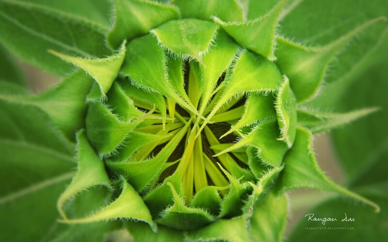 Green Sunflower Bud — Natural