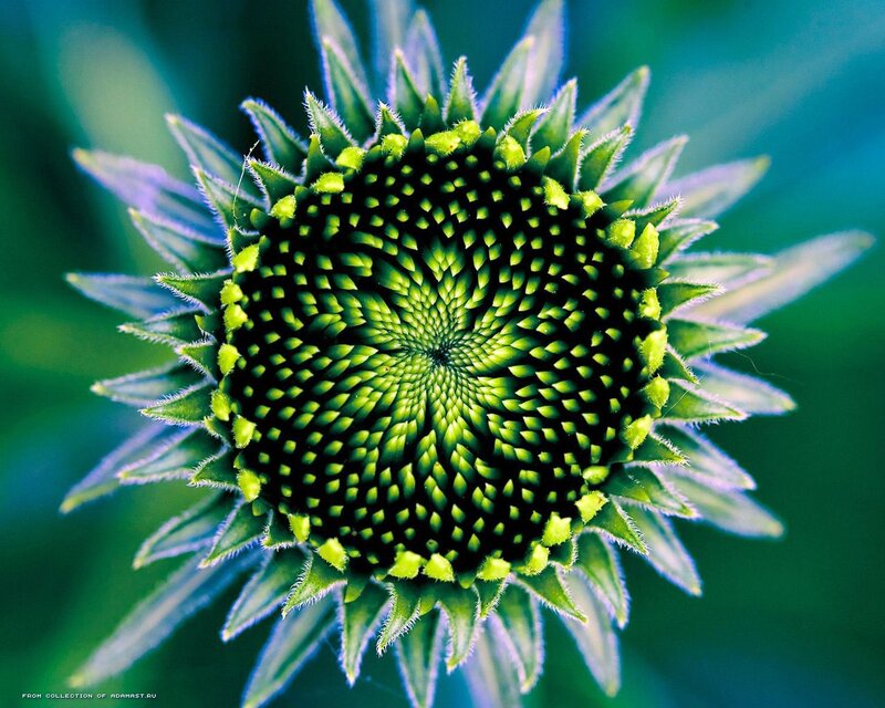 Green Sunflower Bud
