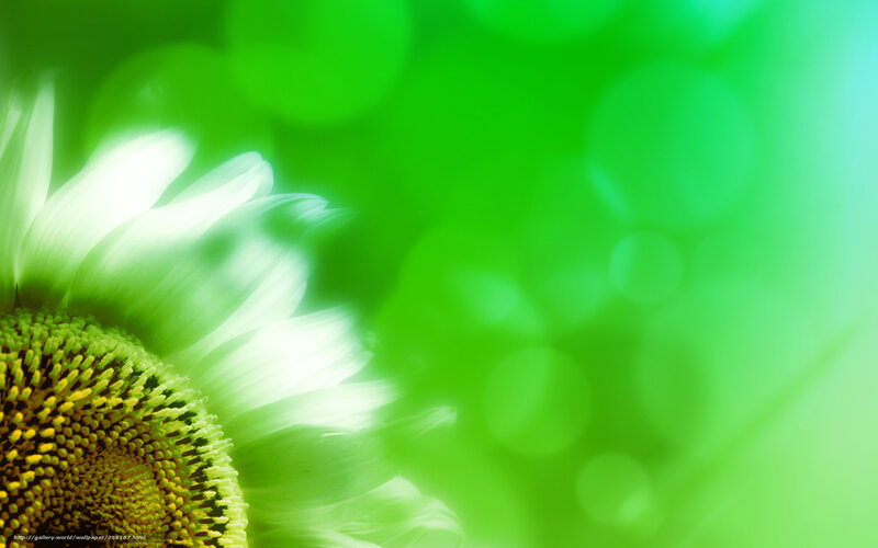 green sunflower close-up