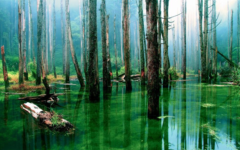 Green Swamp Forest — Misty, Morning