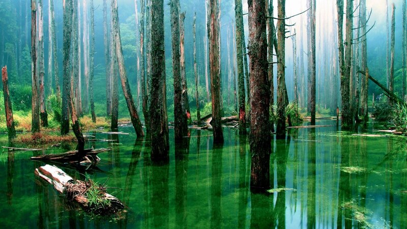 Green Swamp Forest — Misty