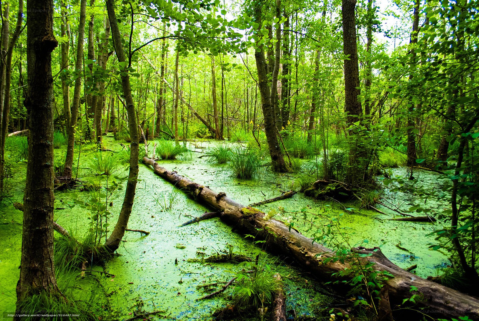 Green swamp forest scene